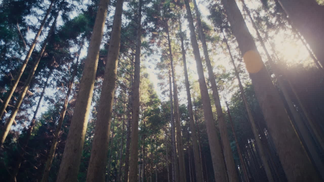 Luce solare soffusa e ombre tra gli alberi della foresta al tramonto