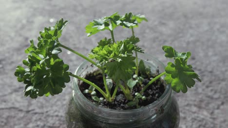 parsley growing out of re-purposed glass jar