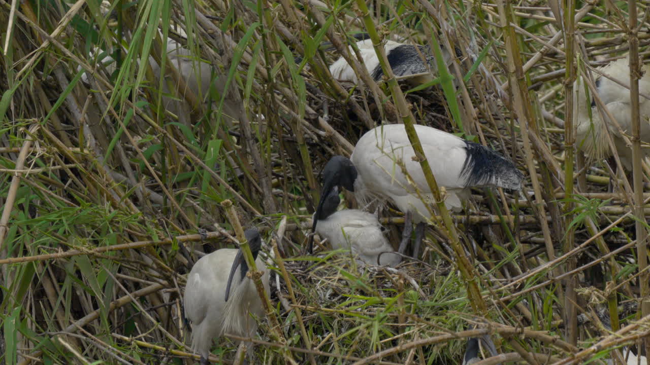 An Australian white ibis feeding it's chick in a tree