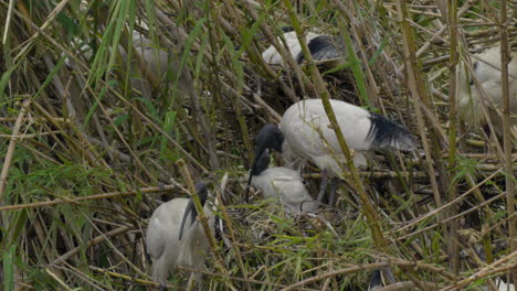 an australian white ibis feeding it's chick in a tree