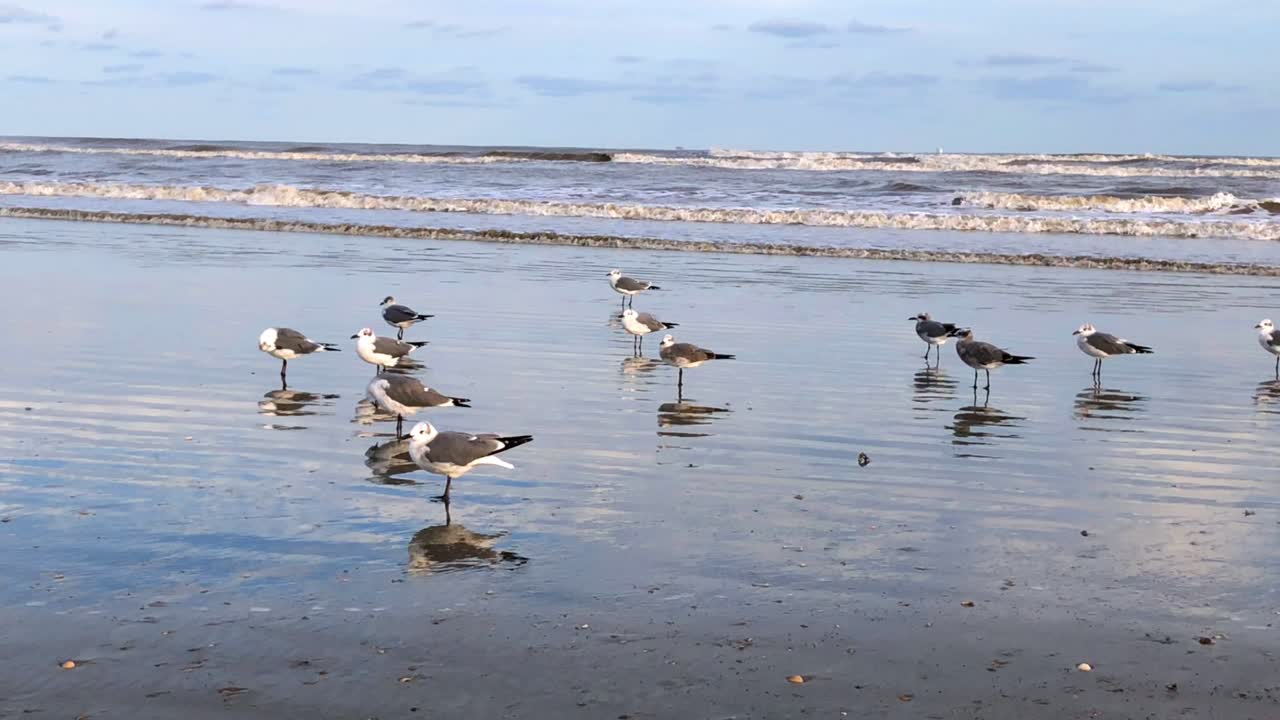 파도가 해안 4k 30fps에서 충돌할 때 하늘의 구름에 반사된 갈매기