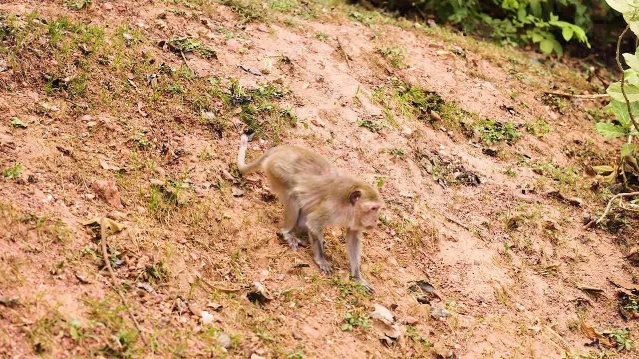 mono se mueve a lo largo de una ladera cubierta de hierba en chonburi