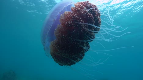 closeup view of a cauliflower jellyfish tiny and short tentacles, slow motion