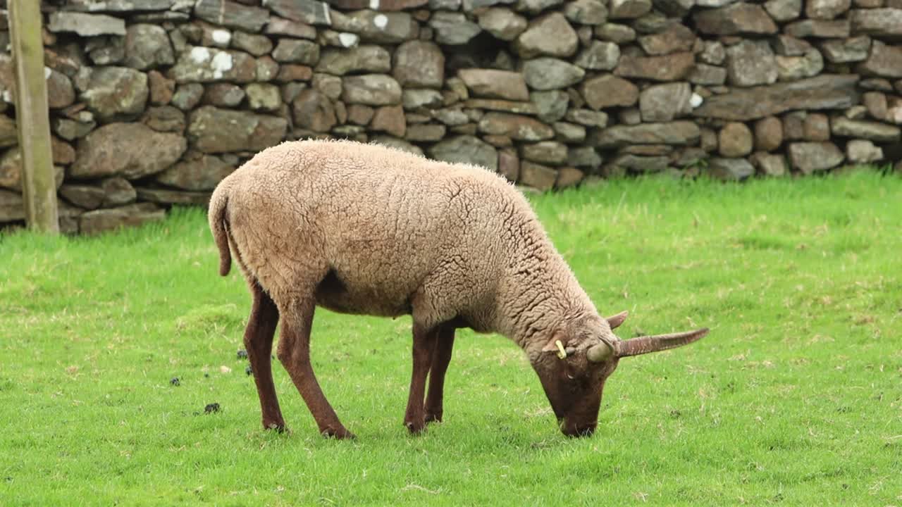 A rare breed Manx Loaghtan Sheep grazing. Winter. Isle of Man. UK. 2025