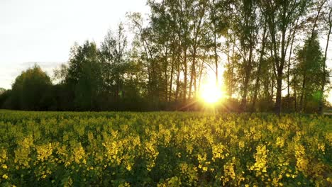Rapsfeld-Gegen-Die-Untergehende-Sonne---Feld-Mit-Gelben-Rapsblüten---Drohnenaufnahme