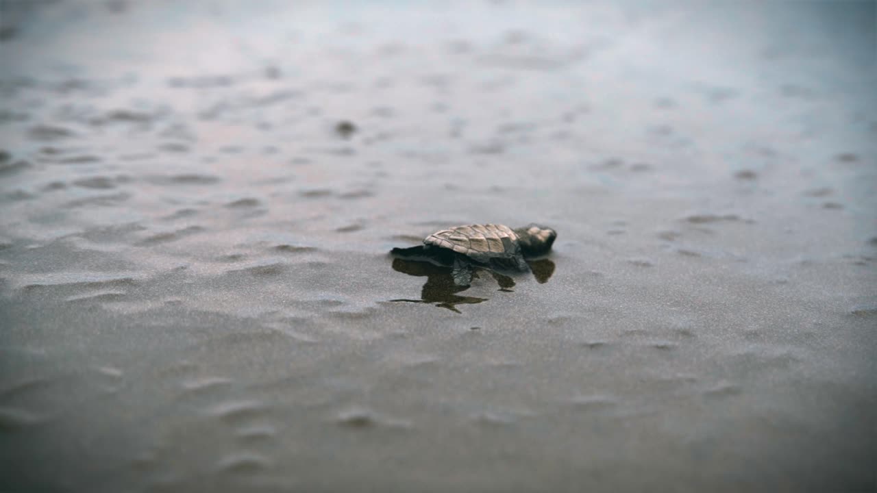 маленькая черепаха плавает, ползает по мокрому песку, тонет в медленном движении, направляется к открытому океану, мелкая глубина поля отслеживает