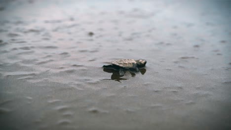 baby turtle swimming crawling through wet sand sinking in slow motion, navigates toward the open ocean, shallow depth of field tracking follow