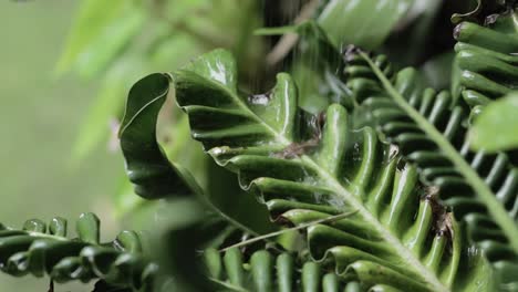 Detalle-De-Las-Hojas-Verdes-Frescas-De-La-Planta-De-Helecho-Regadas-Bajo-La-Lluvia,-Tiro-Macro-4k,-Fondo-Borroso