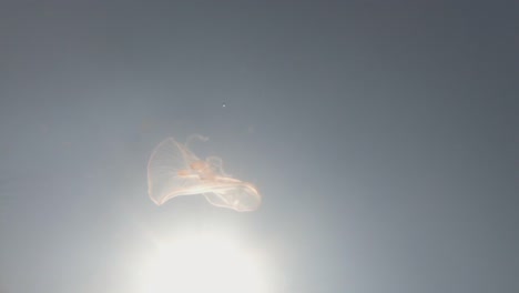 underwater slo-mo footage of jellyfish in the sea