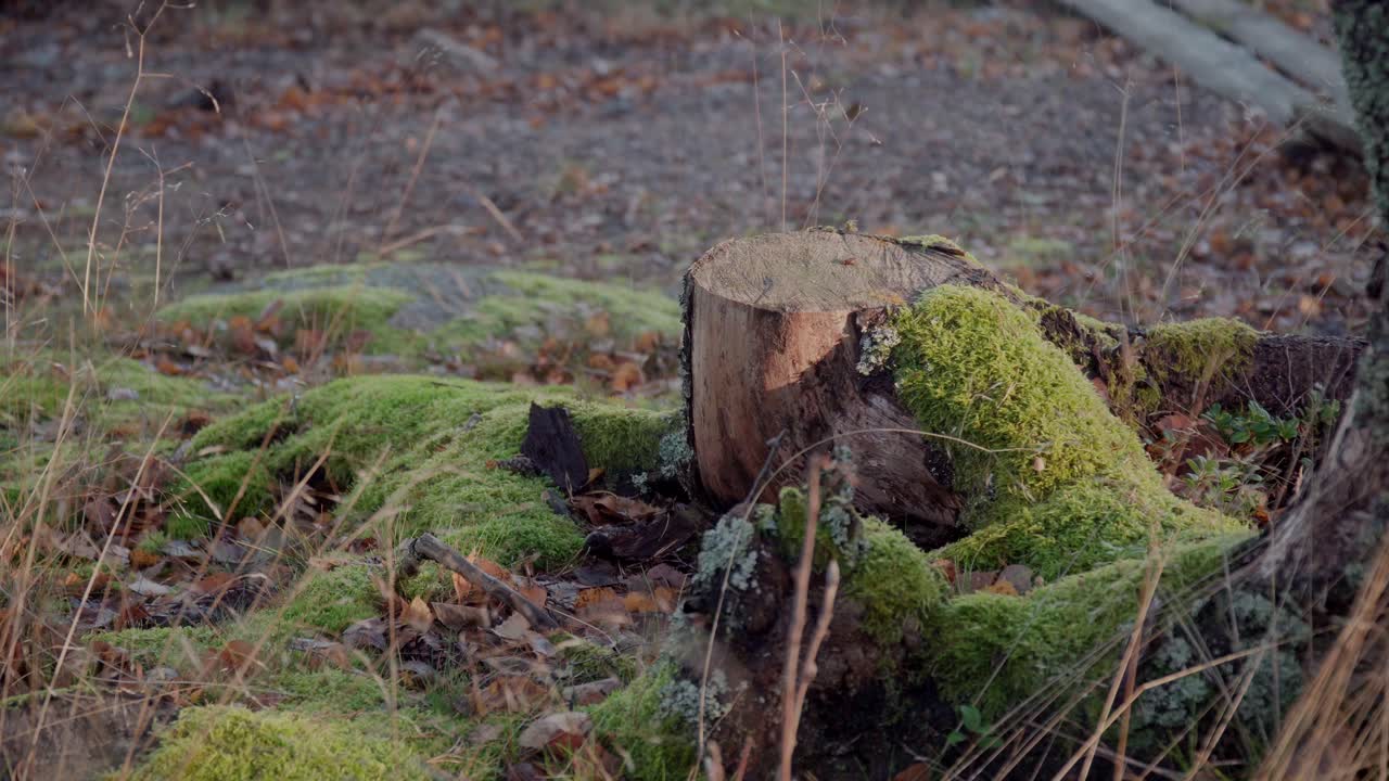 solo tronco de árbol con corteza caída rodeado de follaje y musgo verde