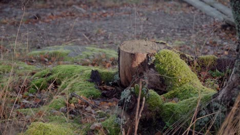 single tree stump with fallen bark surrounded by foliage and green mos