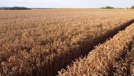 Endless-golden-wheat-field-during-golden-hour,-low-angle-drone-view