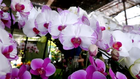 una colorida variedad de orquídeas exhibidas en el interior.