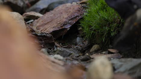 Wanderschuhe-überqueren-Kleinen-Gebirgsbach,-Nahaufnahme