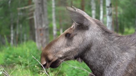 beautiful closeup headshot of female moose in norwegian forest - shallow focus with green grass and trees in background - static with moose turning head in the end