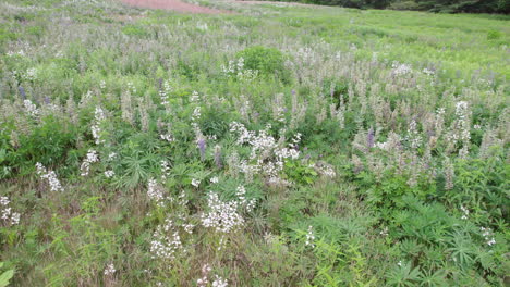 Aéreo,-Baja-Altitud,-Vídeo-De-Un-Prado-Con-Hierba-Silvestre-Y-Flores-Silvestres,-Cranston-Ri