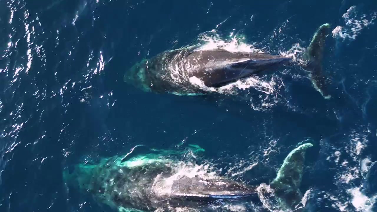 Balene megattere che nuotano e si muovono nelle acque dell'Oceano Pacifico vicino alla spiaggia di Maroubra. Sydney, Australia. La balena emette uno spruzzo d'acqua, poi si immerge e scompare nelle profondità. Primo piano aereo