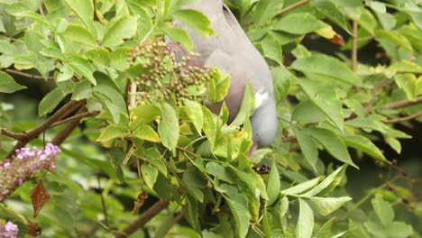 common wood pigeon reaching down in a elderberry bush balancing its weight on a branch while picking and eating the ripe black berries