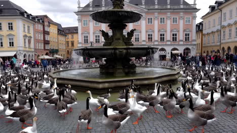 geese in a city square
