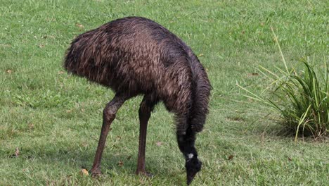 emu walking and pecking in grass for food