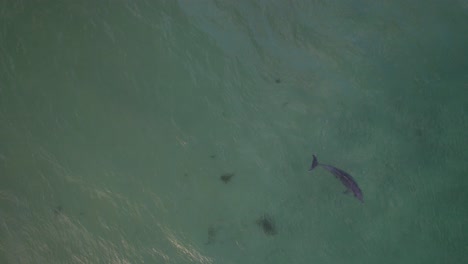 Above-View-Of-Humpback-Whales-Migrate-To-Mate-And-Breed-In-Cook-Island,-New-South-Wales,-Australia