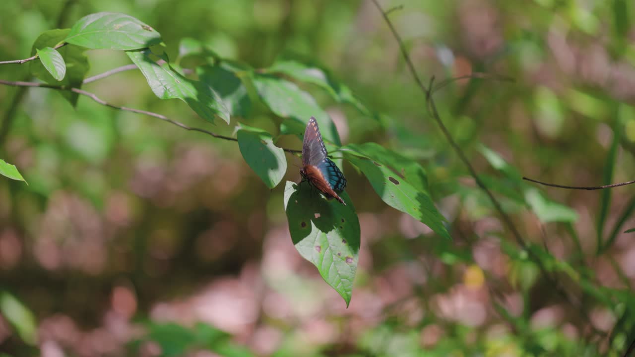 A beautiful Red Spotted Purple Butterfly (Limenitis arthemis) is resting on a leaf in a woodland setting. The sun is shining, creating shadows as the butterfly slowly flaps its wings before flying off