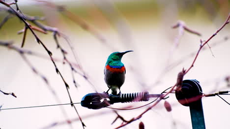 Dainty-colorful-double-collared-sunbird-singing-and-chirping-on-wire-fence