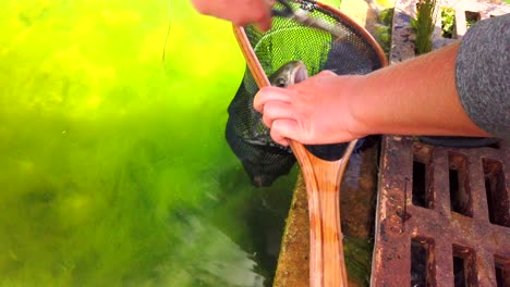 se ve a un hombre sacando un gancho de la boca de una trucha arco iris