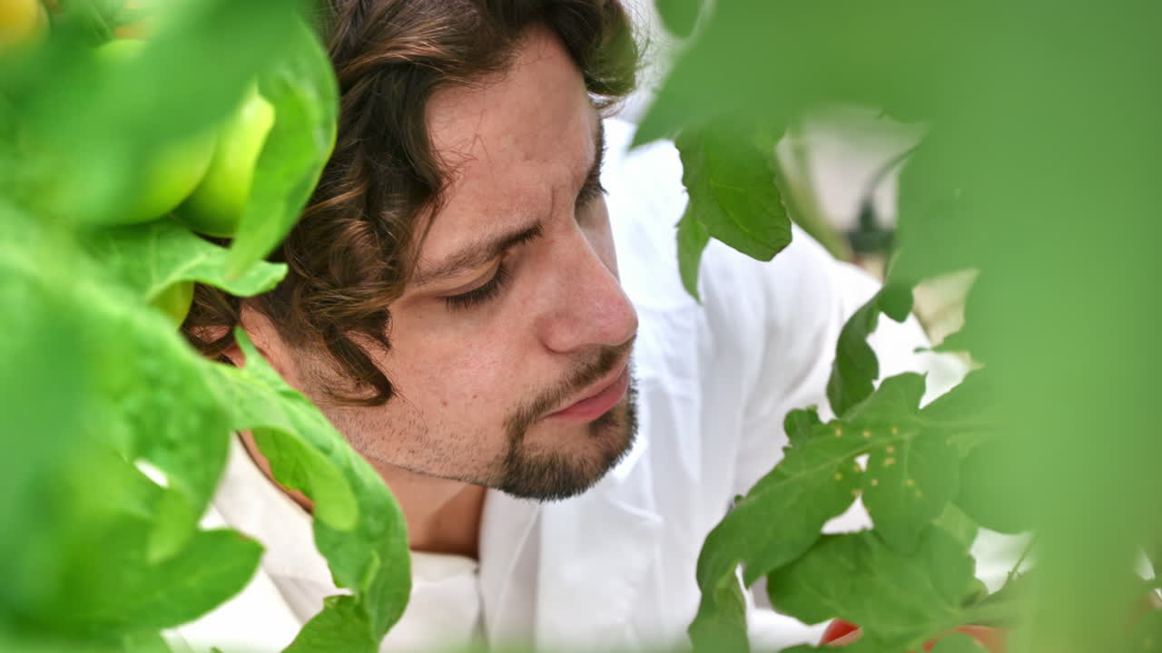 Laboratory technician in a white coat analysing tomatoes grown in a greenhouse