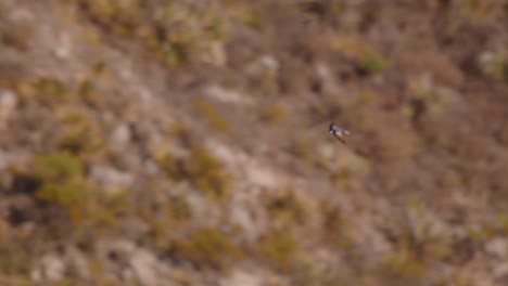 Schneller-Vogel,-Der-über-Die-Landschaft-Der-Felsvorsprünge-Entlang-Der-Anden-Fliegt