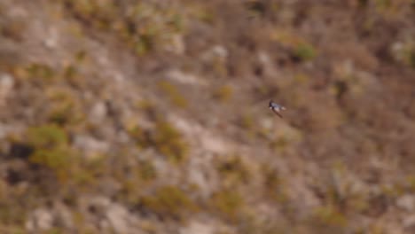 pájaro rápido volando a través del paisaje de afloramiento rocoso a lo largo de las montañas de los andes