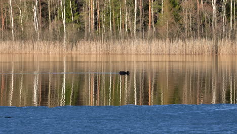 tiro medio de un pájaro acuático recortado nadando a través de la superficie del lago en un día soleado con juncos y árboles visibles en el fondo