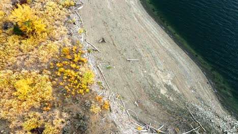 Overhead-Shot-of-the-rocky-Beaches-of-Kamloops-Lake-during-the-autumn,-Vivid-Yellow-colored-Trees-along-the-shore