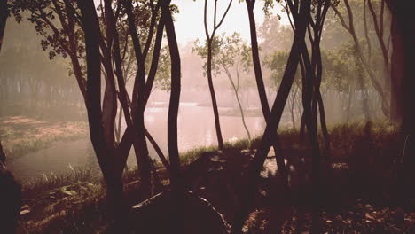 mágico paisaje de bosque oscuro de otoño con rayos de luz cálida
