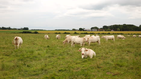 Ganadería-Lechera-Leche-De-Vaca-Blanca