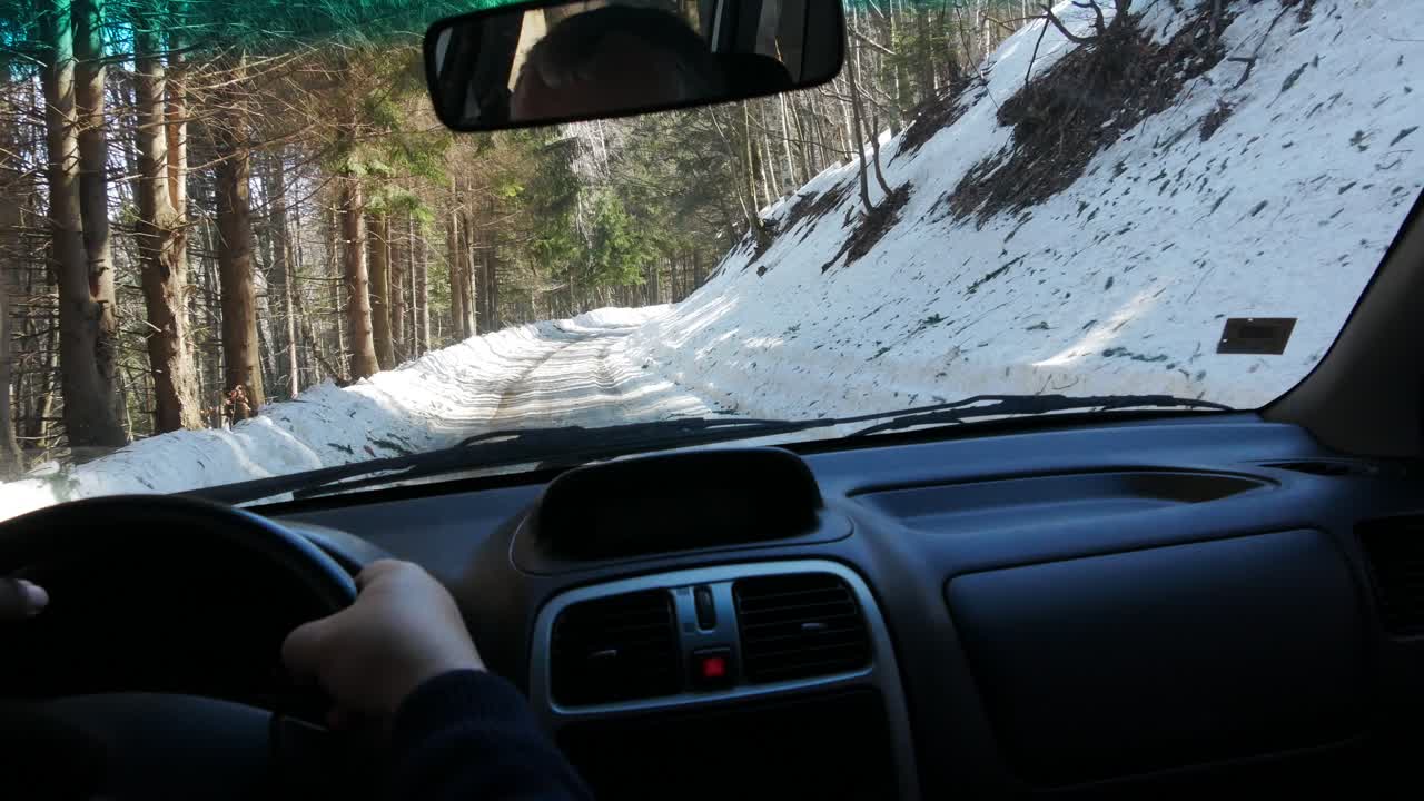 bosque de pinos nevados