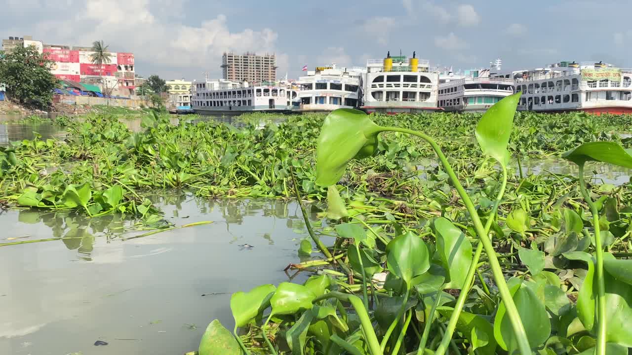 Large pontoon boats and yachts docked in city. Floating vegetation grows on water surface. Bangladesh, a third world country