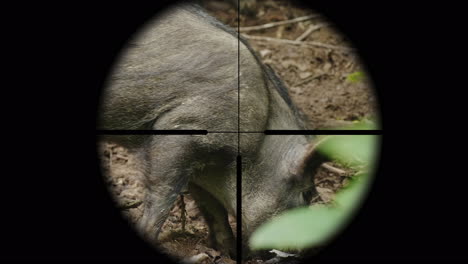 view through a rifle optical sight on a wild animal in the forest the hunter takes aim at the boar