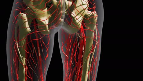 science anatomy of human blood vessels