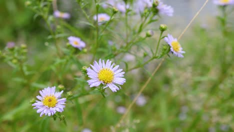 close-up of tatarian aster flowers in nature