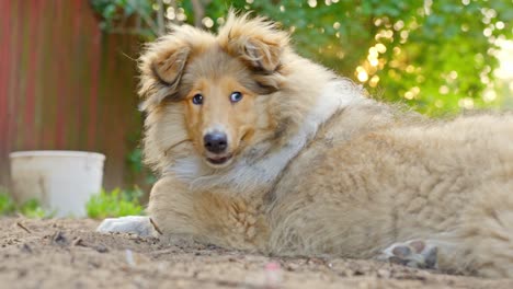 close up show of a hand petting a young collie puppy