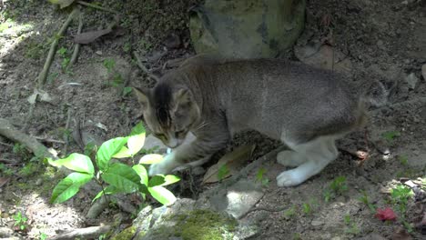 wild cat walking around jungle