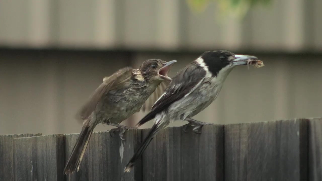 Butcherbird With Bug Insect In It's Mouth Beak Wet Raining Australia Gippsland Victoria Maffra