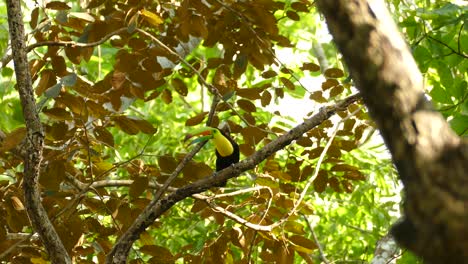 Majestuoso-Pájaro-Tucán-Posado-En-Una-Rama-En-Un-árbol-Ondulante