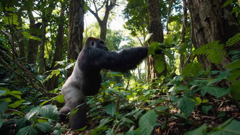 gorilla in the forest