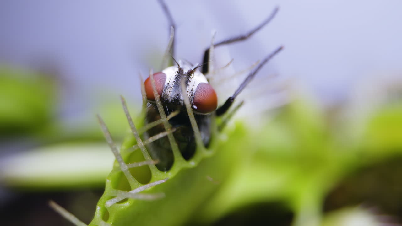 집파리가 갇힌 비너스 파리지옥 식물
