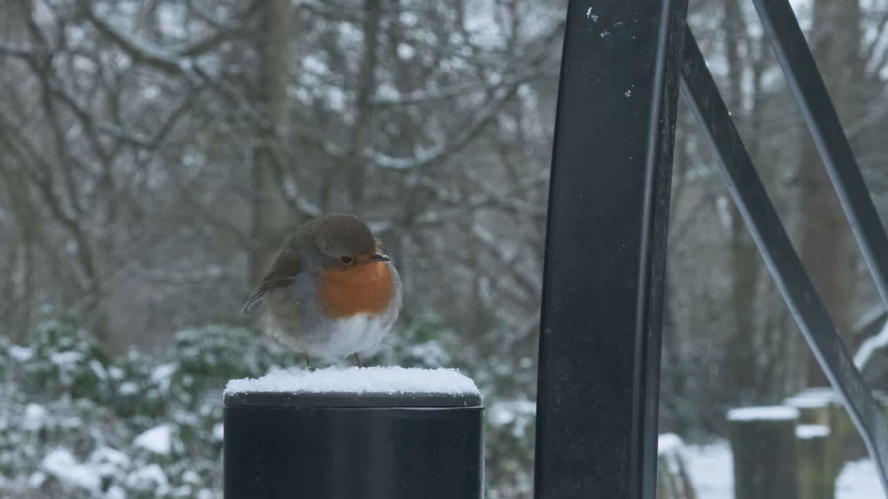 Wintery Scene with Closeup of Robin Redbreast taking Flight in the Snow, British Nostalgia