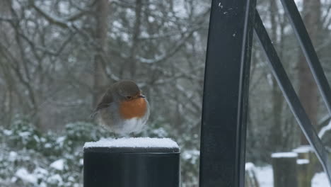 Escena-Invernal-Con-El-Primer-Plano-De-Robin-Redbreast-Tomando-Vuelo-En-La-Nieve,-Nostalgia-Británica