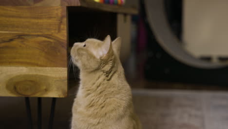 gato naranja se agacha hacia abajo elevando hasta la posición sentada en la alfombra en casa