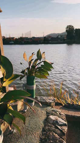 tranquil riverbank scene with plants